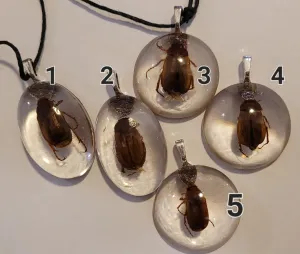 Resin Pendants Insects European Chafer Beetle